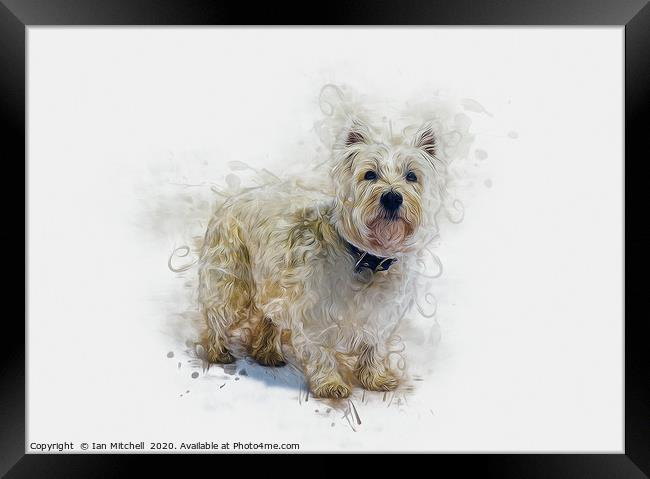 West Highland White Terrier Framed Print by Ian Mitchell