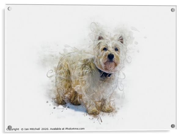 West Highland White Terrier Acrylic by Ian Mitchell