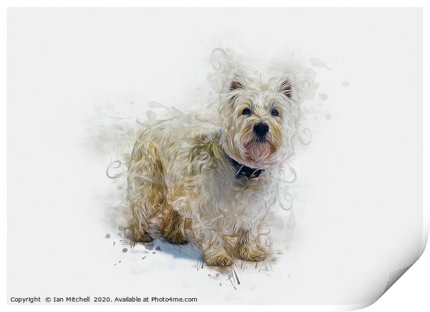 West Highland White Terrier Print by Ian Mitchell