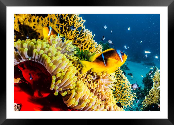  Coral reef in the Red Sea  Framed Mounted Print by yeshaya dinerstein