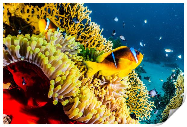  Coral reef in the Red Sea  Print by yeshaya dinerstein