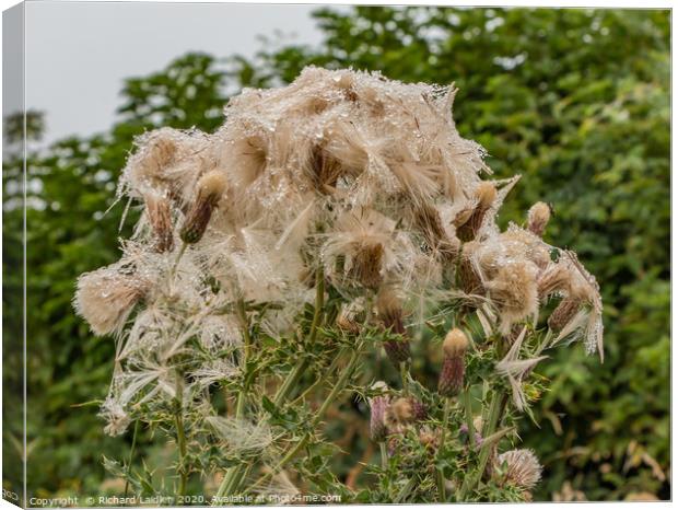 Soggy Thistles Canvas Print by Richard Laidler