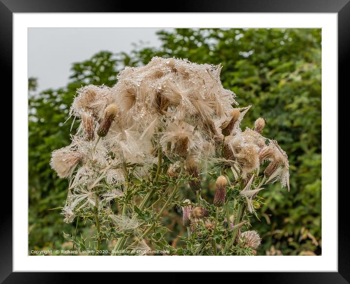 Soggy Thistles Framed Mounted Print by Richard Laidler
