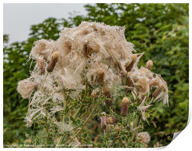Soggy Thistles Print by Richard Laidler