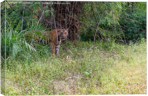 Wild Tiger of Bandhavgar Canvas Print by Lee Wilson