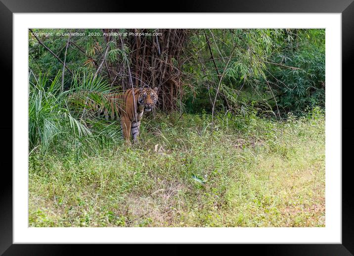 Wild Tiger of Bandhavgar Framed Mounted Print by Lee Wilson