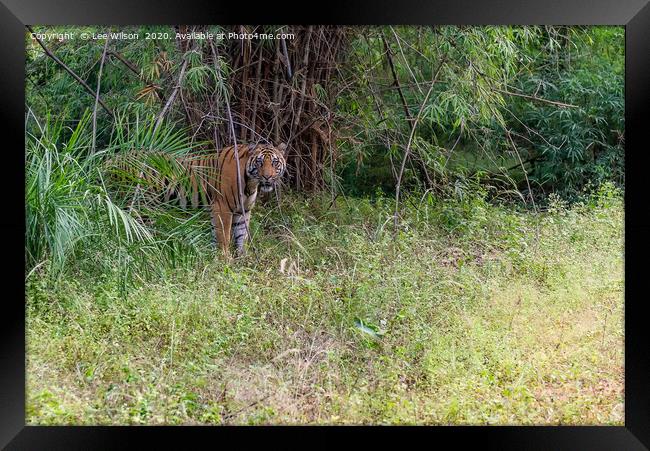 Wild Tiger of Bandhavgar Framed Print by Lee Wilson