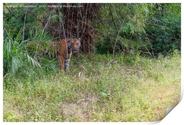 Wild Tiger of Bandhavgar Print by Lee Wilson
