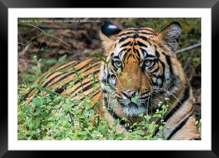 Resting Wild Tiger Framed Mounted Print by Lee Wilson