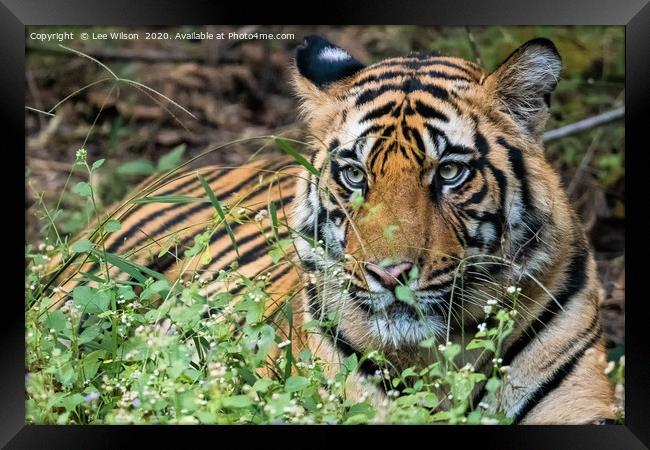 Resting Wild Tiger Framed Print by Lee Wilson