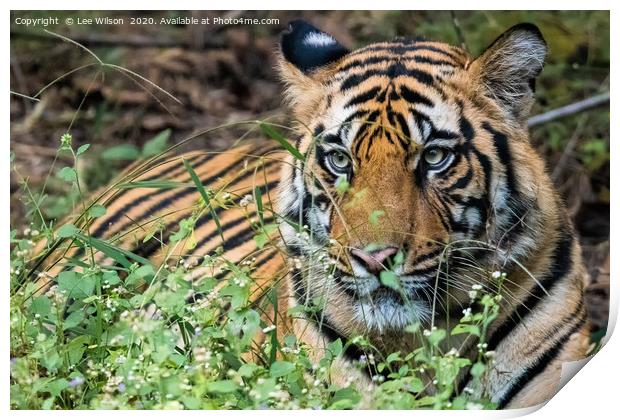 Resting Wild Tiger Print by Lee Wilson
