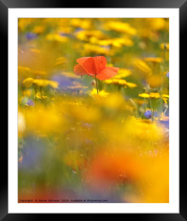 Poppy in meadow flowers Framed Mounted Print by Simon Johnson