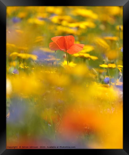 Poppy in meadow flowers Framed Print by Simon Johnson