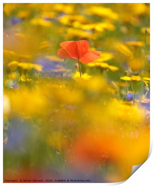 Poppy in meadow flowers Print by Simon Johnson