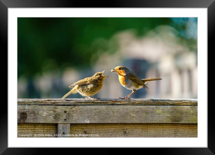 Feeding time Framed Mounted Print by Chris Rabe