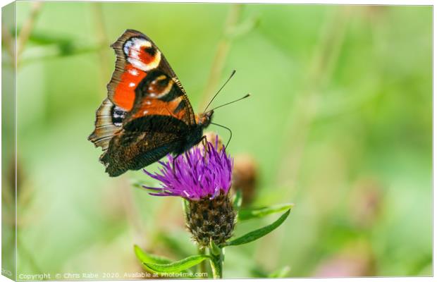 Peacock butterfly  Canvas Print by Chris Rabe