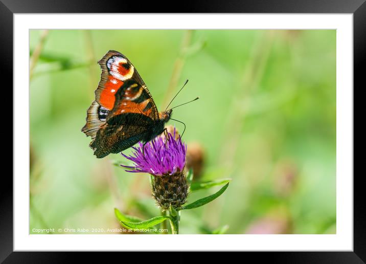 Peacock butterfly  Framed Mounted Print by Chris Rabe
