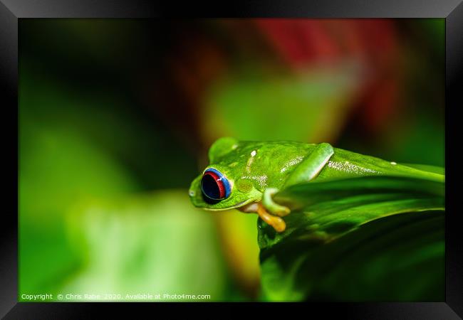 Red-Eyed Tree Frog Framed Print by Chris Rabe