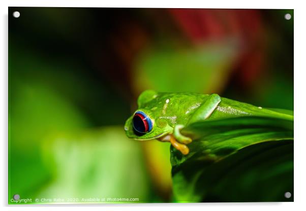 Red-Eyed Tree Frog Acrylic by Chris Rabe