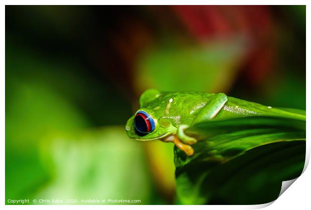 Red-Eyed Tree Frog Print by Chris Rabe