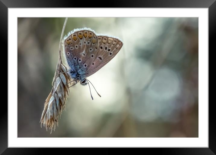 Pastel Butterfly Framed Mounted Print by Mark Jones