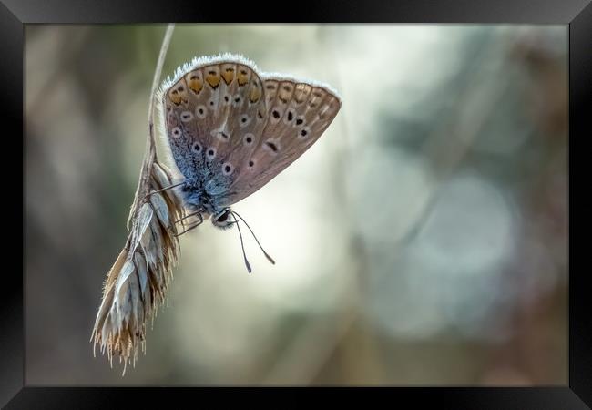 Pastel Butterfly Framed Print by Mark Jones