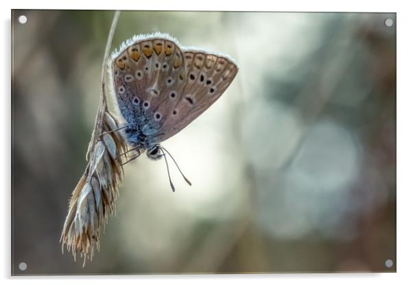 Pastel Butterfly Acrylic by Mark Jones