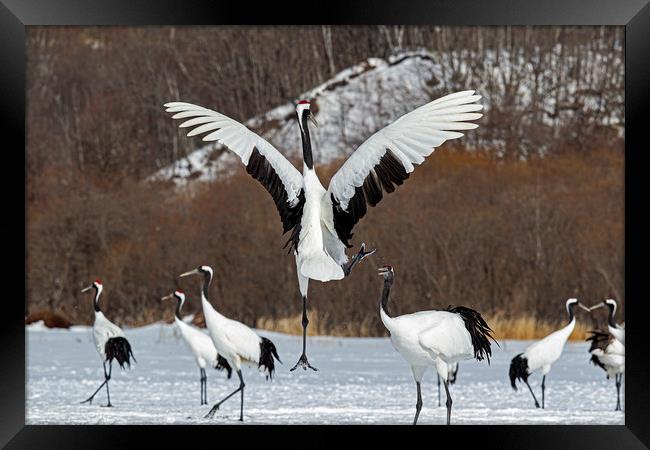 Red Crowned Cranes courtship Framed Print by Jenny Hibbert