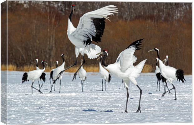 Red Crowned Cranes courtship dance Canvas Print by Jenny Hibbert
