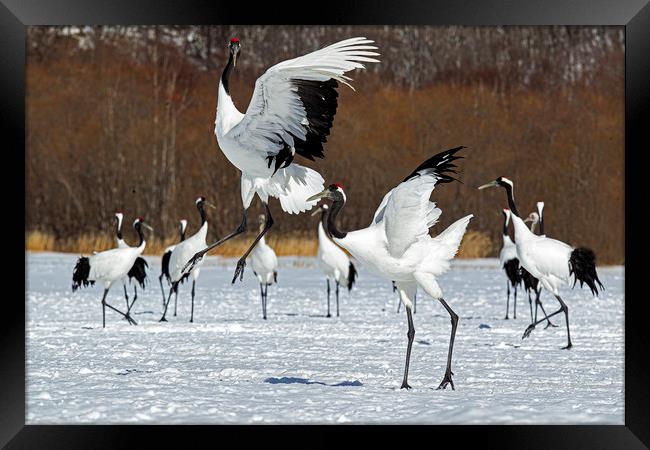 Red Crowned Cranes courtship dance Framed Print by Jenny Hibbert
