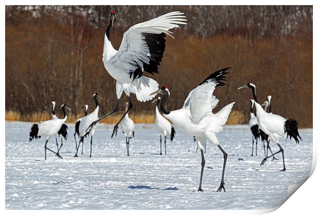 Red Crowned Cranes courtship dance Print by Jenny Hibbert