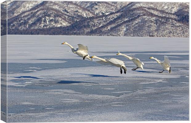 Whooper Swans lining up to take off Canvas Print by Jenny Hibbert