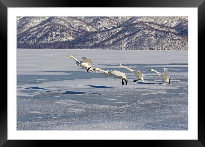 Whooper Swans lining up to take off Framed Mounted Print by Jenny Hibbert