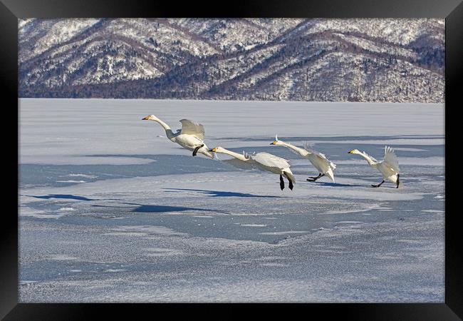 Whooper Swans lining up to take off Framed Print by Jenny Hibbert