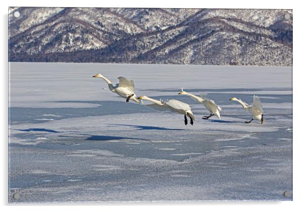 Whooper Swans lining up to take off Acrylic by Jenny Hibbert