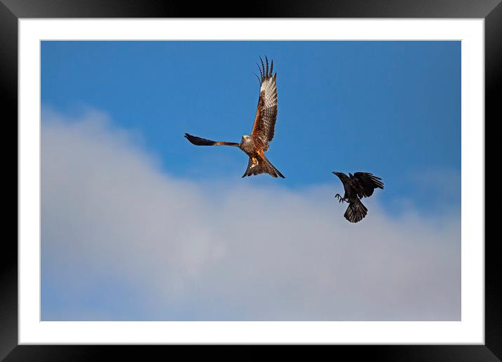 Red Kite being chased by Crow Framed Mounted Print by Jenny Hibbert
