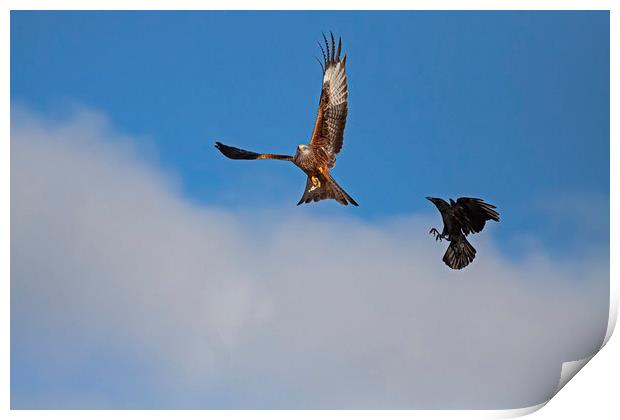 Red Kite being chased by Crow Print by Jenny Hibbert