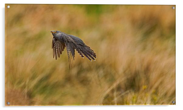 Cuckoo in flight Acrylic by Jenny Hibbert