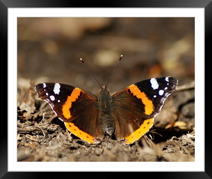 Red Admiral Framed Mounted Print by Keith Thorburn EFIAP/b