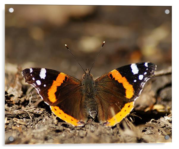 Red Admiral Acrylic by Keith Thorburn EFIAP/b