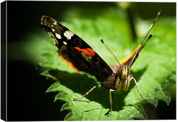 Red Admiral Canvas Print by Keith Thorburn EFIAP/b