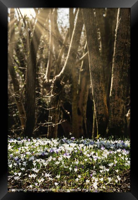 Crocus in a sunny day Framed Print by Sergio Delle Vedove