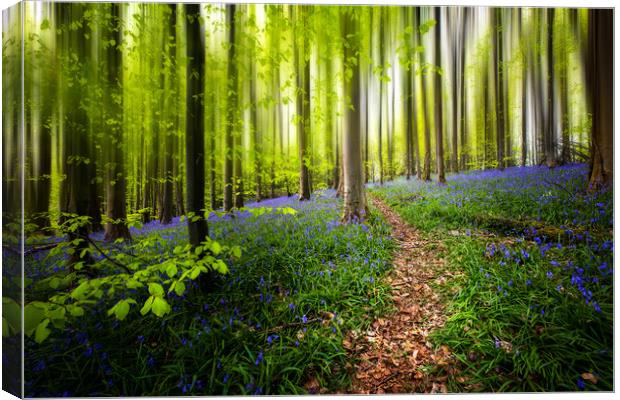 Bluebell Woods Canvas Print by Karl McCarthy