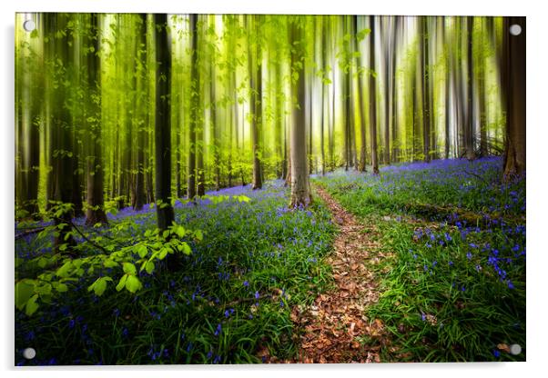 Bluebell Woods Acrylic by Karl McCarthy