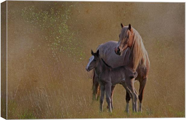 Mare with foal Canvas Print by Jenny Hibbert