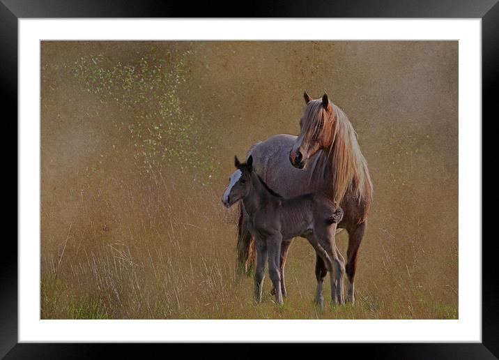 Mare with foal Framed Mounted Print by Jenny Hibbert