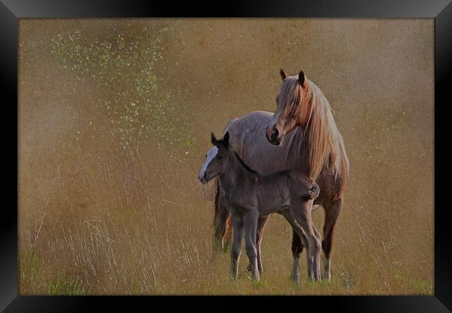 Mare with foal Framed Print by Jenny Hibbert