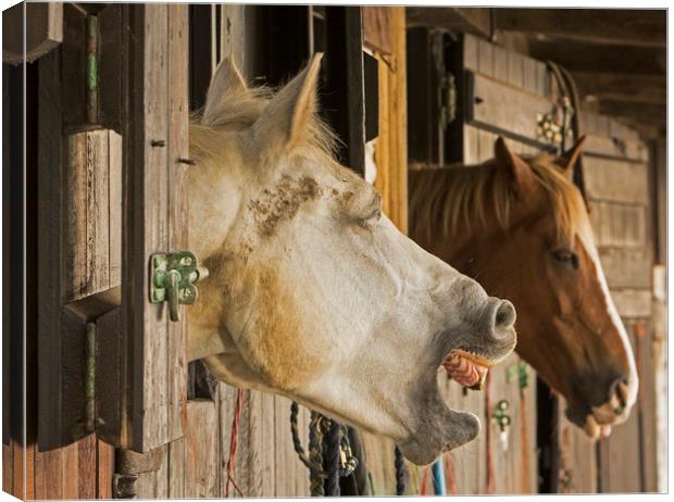 Horses in stable telling a joke Canvas Print by Jenny Hibbert