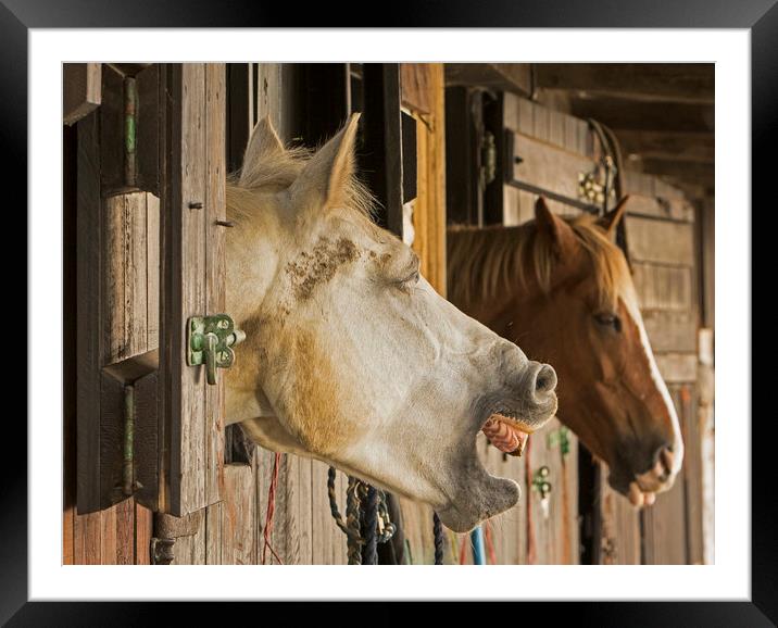 Horses in stable telling a joke Framed Mounted Print by Jenny Hibbert