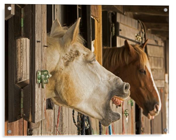 Horses in stable telling a joke Acrylic by Jenny Hibbert